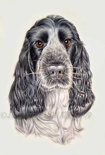 Bakie, magnifique cocker bleue dessine sur commande au crayon de couleur